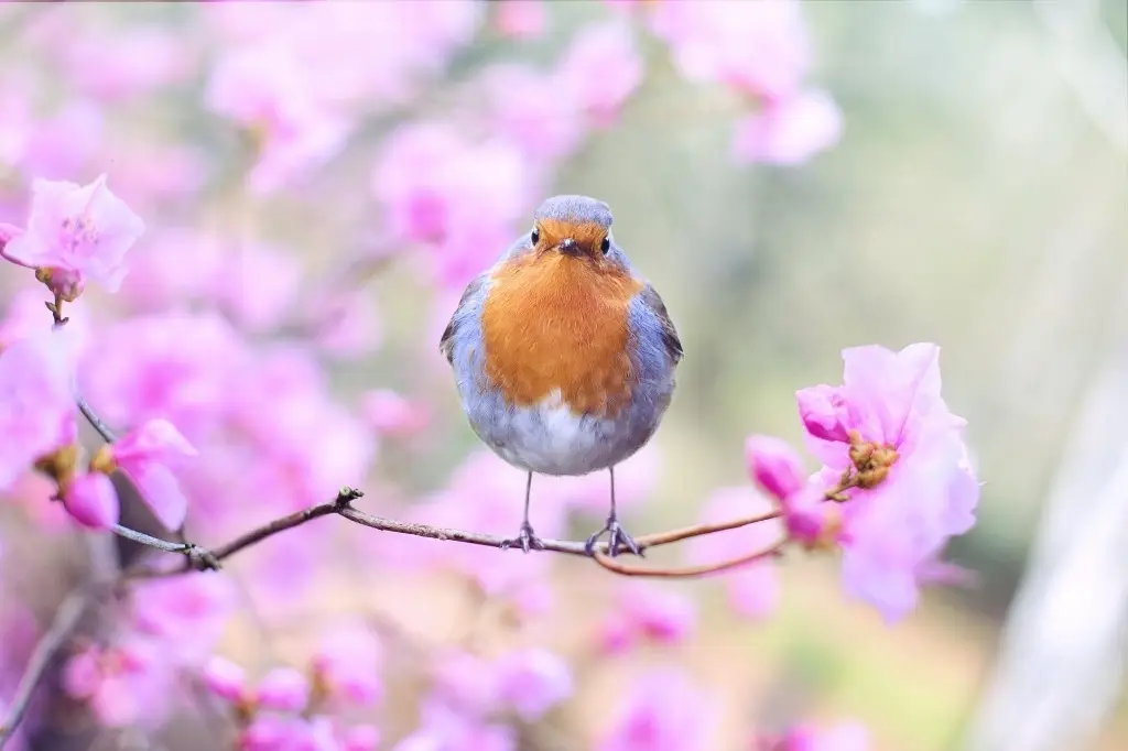 ¡Ya inició la primavera meteorológica!