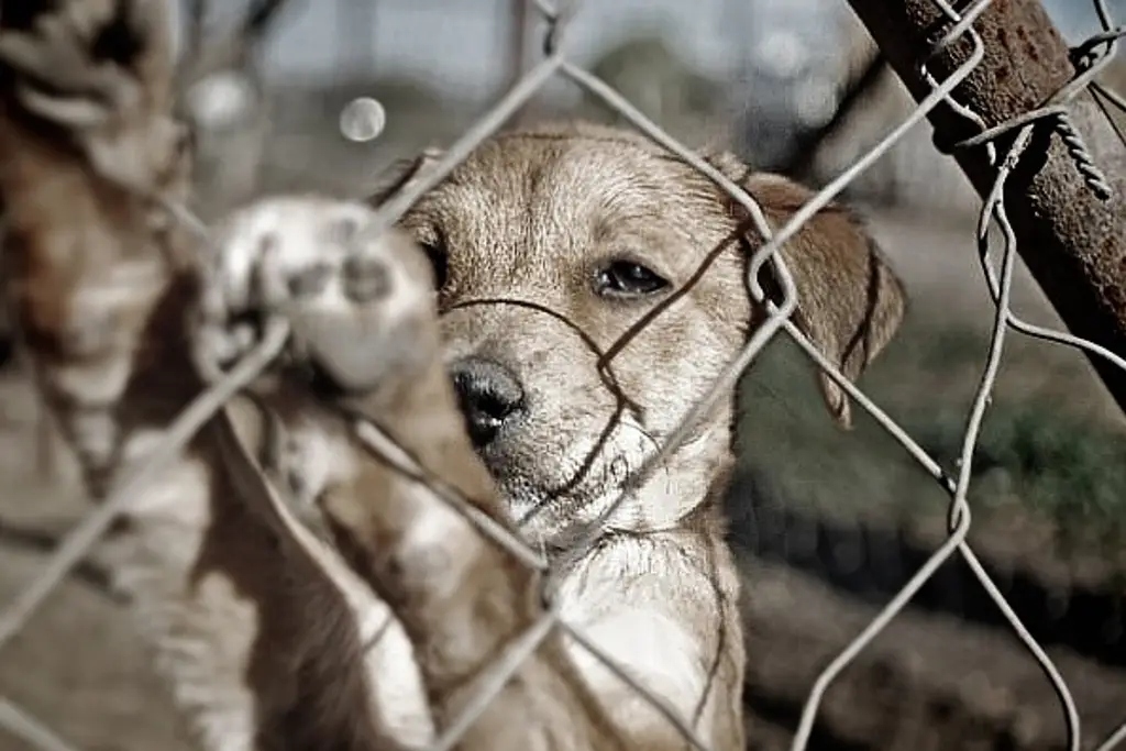 Piden replicar en Veracruz sanciones por abandono de mascotas