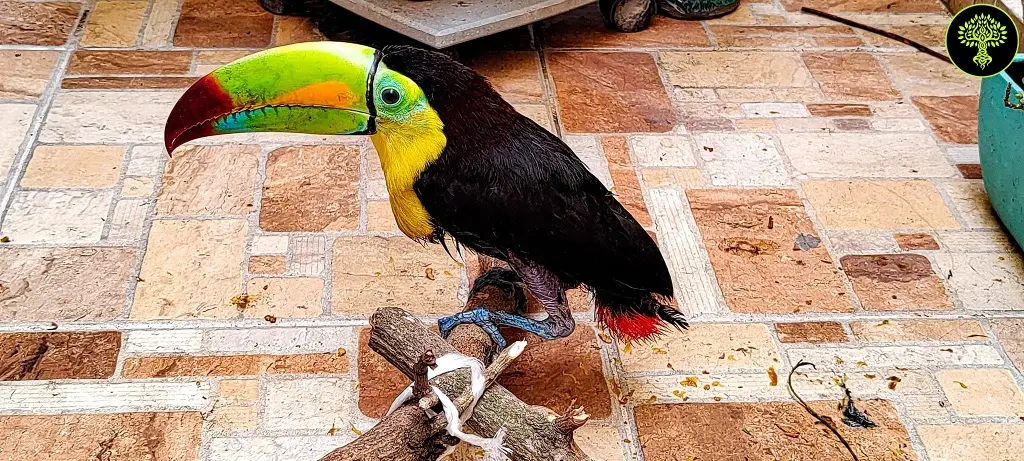 Tucán es rescatado en la Riviera Veracruzana