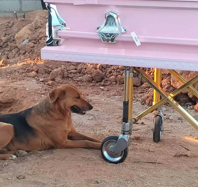 Buscadoras encuentran restos de mujer desaparecida y su perrita la acompaña hasta el final en Sonora