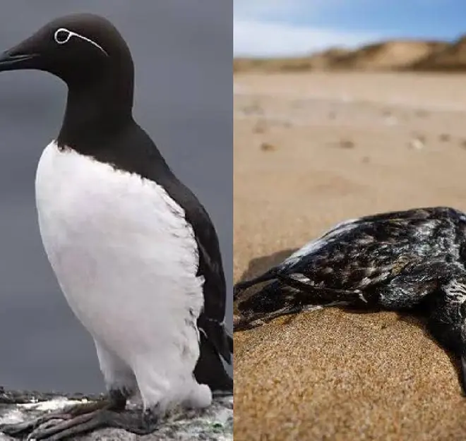 Aparecen cientos de pájaros araos muertos en playas francesas