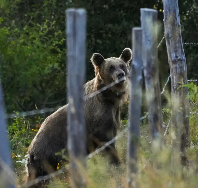 Oso ataca a 5 personas, entre ellas un niño, en turística localidad eslovaca