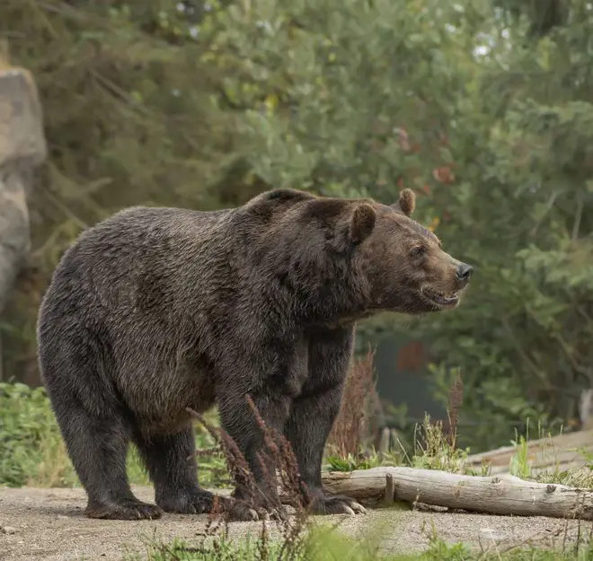 Abaten a oso pardo que atacó a varias personas en una localidad en Eslovaquia