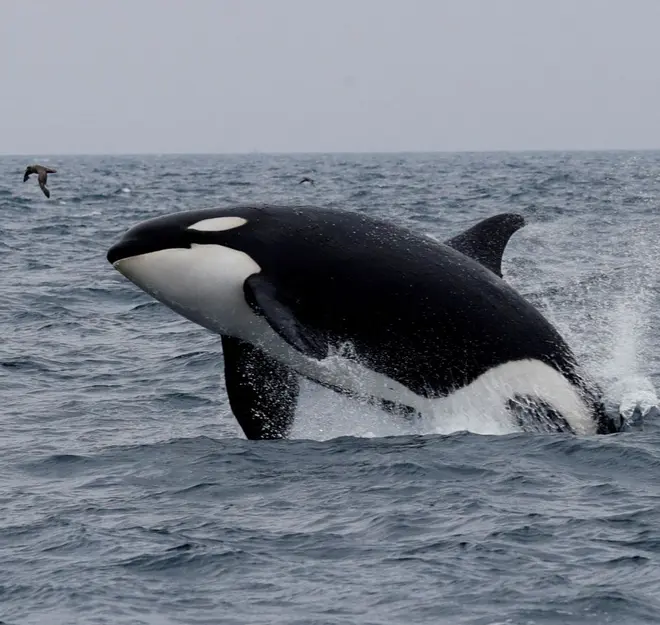 Indígenas de Nueva Zelanda piden otorgar derechos humanos a las ballenas