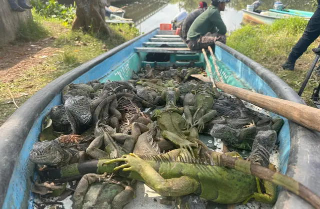 Policías frustran caza de 51 iguanas en Cosoleacaque; hay 3 detenidos