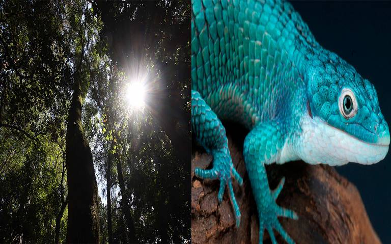 Dragoncito azul, la rara especie de reptil que habita en Veracruz