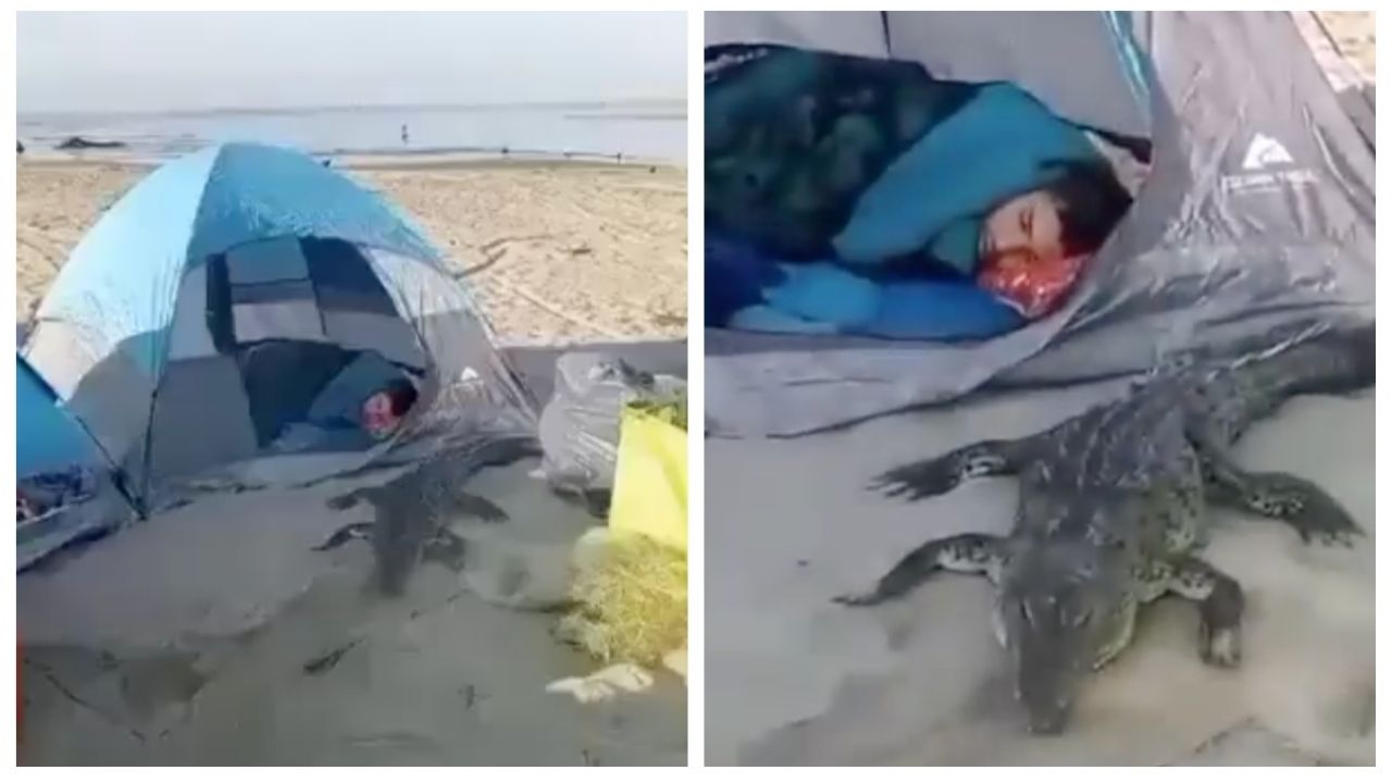 Cocodrilo sorprende a turistas durante campamento y se duerme con ellos en Jalisco