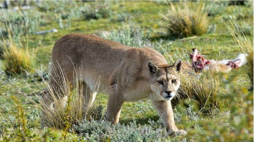 Puma ataca a 2 jóvenes en Tamaulipas; uno de ellos logra matar al felino