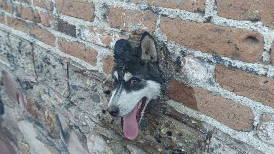 Bomberos rescatan a perrito: su cabeza se atoró en una tubería en Rivera de la Presa