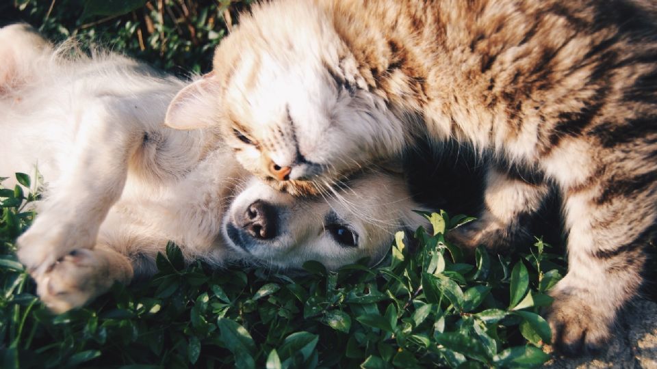 Puebla promulga reformas que castigan el abuso en animales