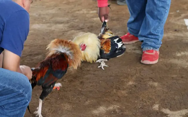 Paso de Ovejas tendrá pelea de gallos pese a prohibición en Veracruz