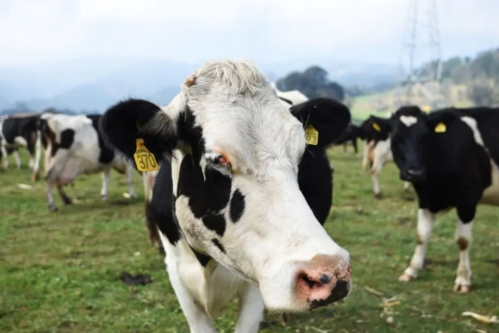 Reportan primer caso humano de gripe aviar tras contacto con vacas lecheras