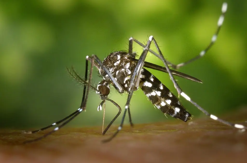 Reporta SS que casi el 50% de casos de dengue en el estado de Veracruz son graves