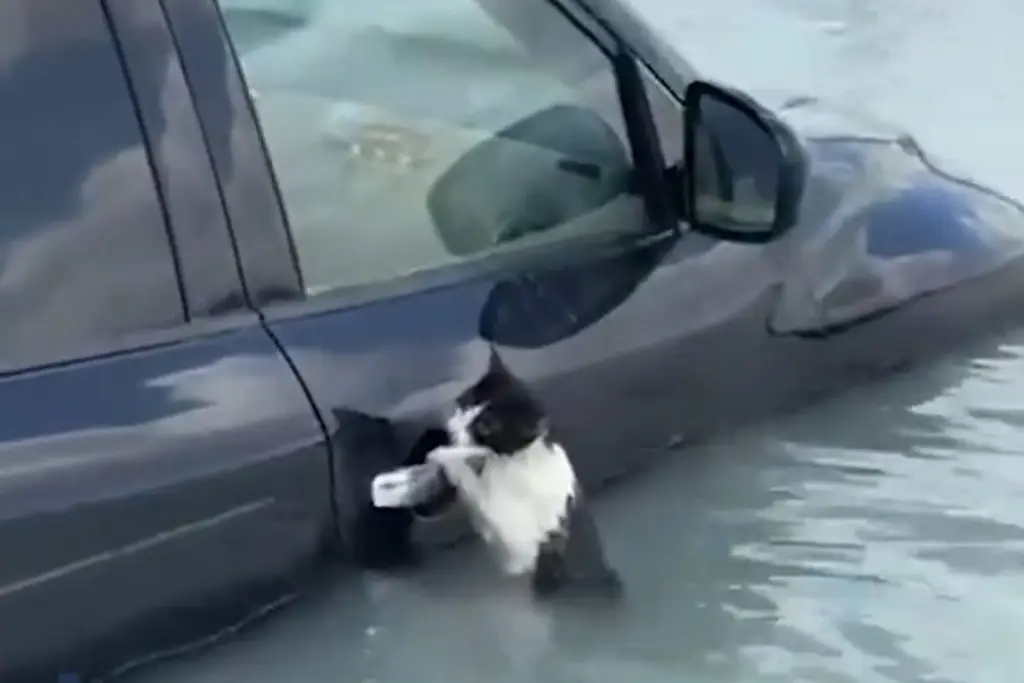 Viral, gatito salvado en inundaciones de Dubái