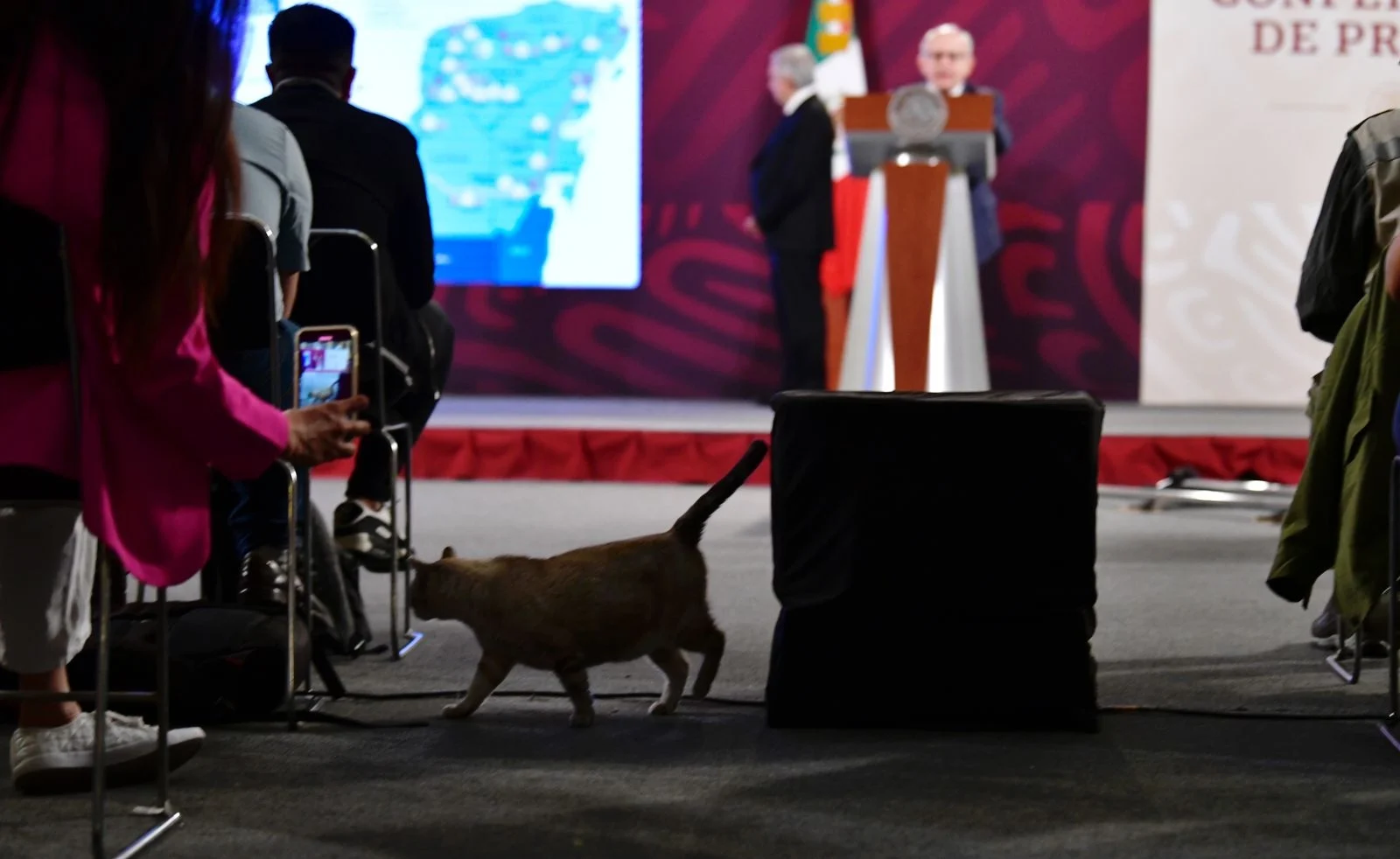 AMLO recibe felicitación de PETA por gatos de Palacio Nacional