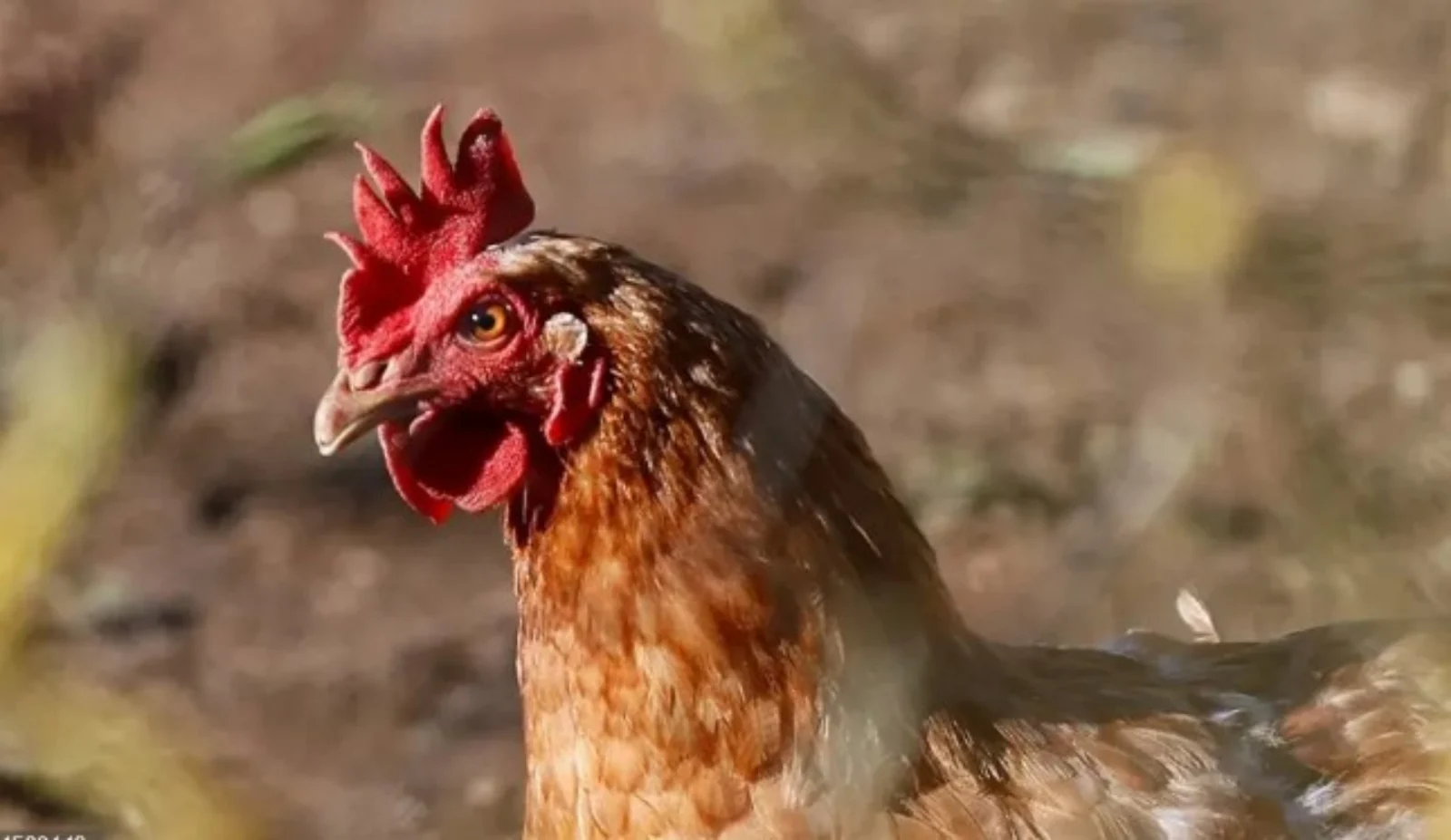 OMS expresa su «gran preocupación» por que la gripe aviar empiece a extenderse de persona a persona
