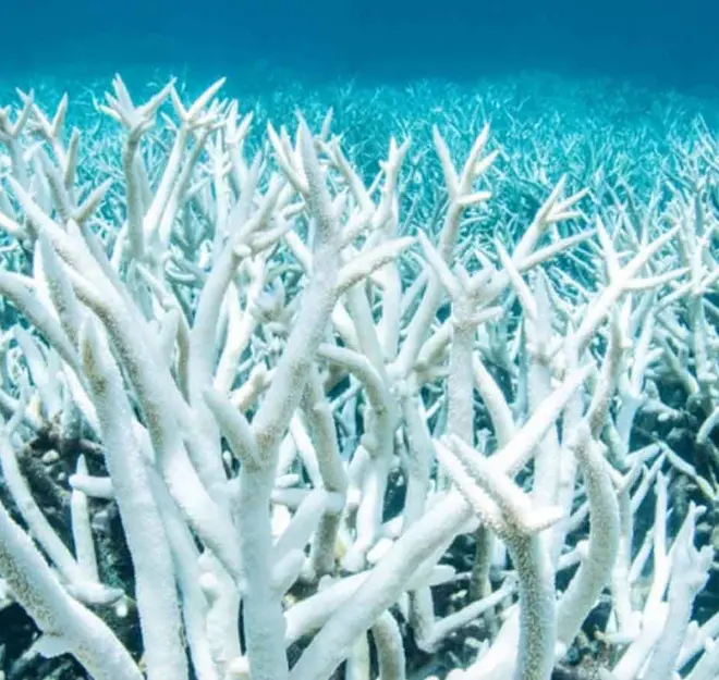 Alertan por masivo blanqueamiento de arrecife de coral de todo el mundo por crisis climática