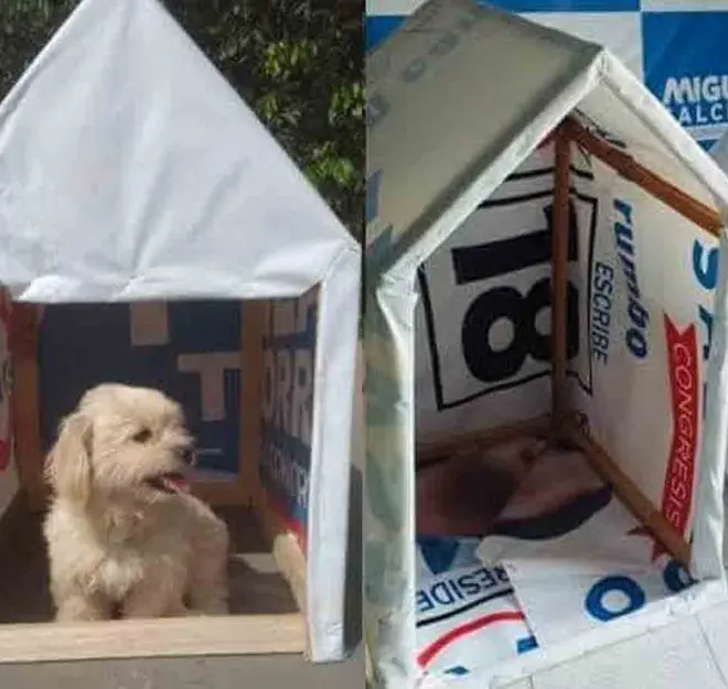 Jóvenes quitan propaganda política y arman casitas para perritos de la calle