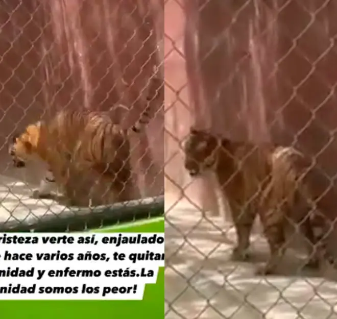 Exhiben a tigre de Bengala en malas condiciones en zoológico de Reynosa