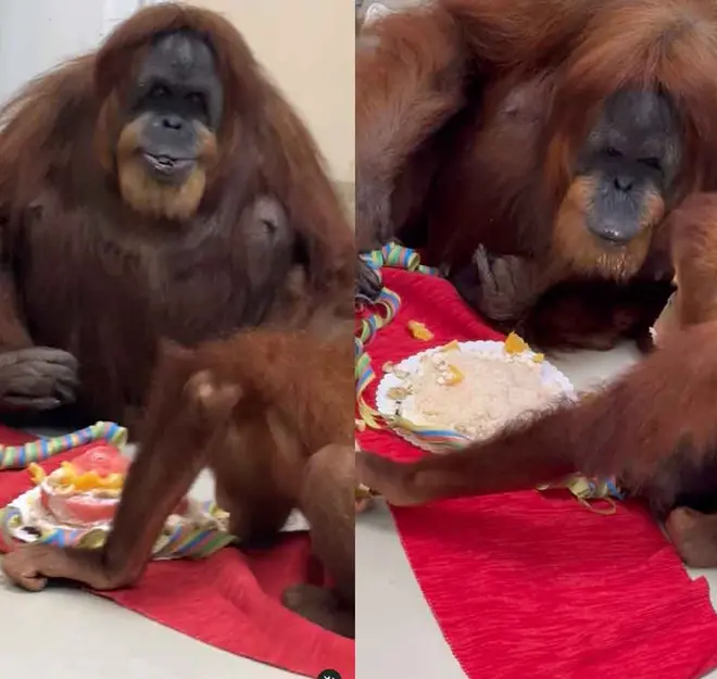 Señora orangután más vieja del mundo celebra su cumpleaños número 63