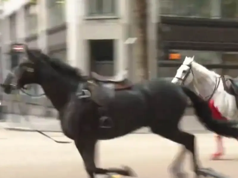 Caballos se escapan y causan caos hiriendo a 4 personas en Londres