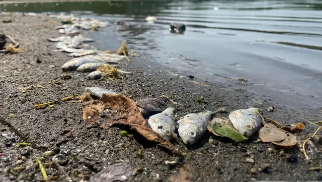 Calor y estiaje habrían matado a cientos de peces en Veracruz