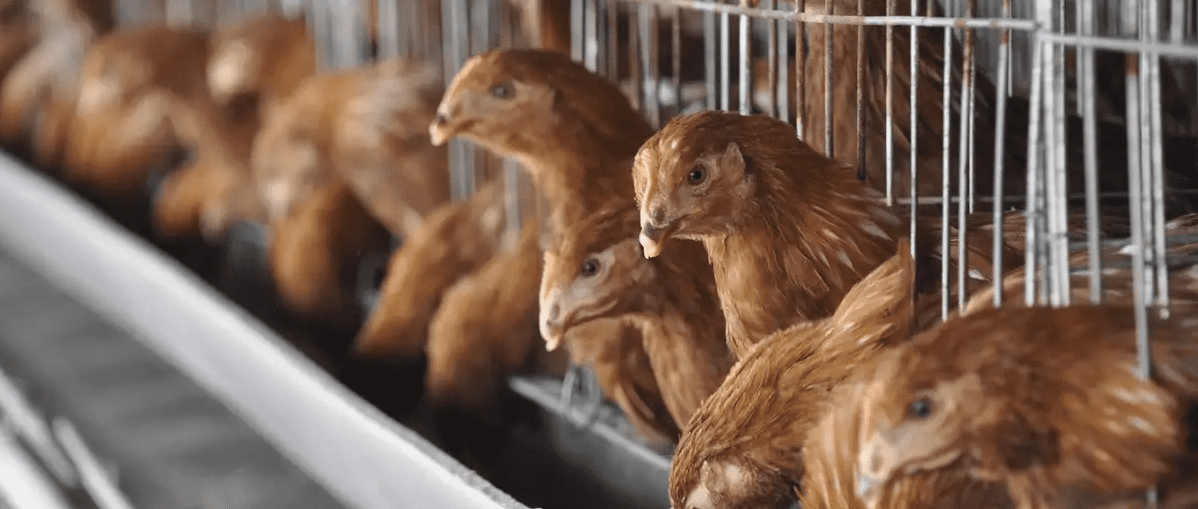 OMS: transmisión de gripe aviar es de «gran preocupación»