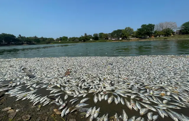 Hallan decenas de peces muertos en laguna de El Coyol de Veracruz