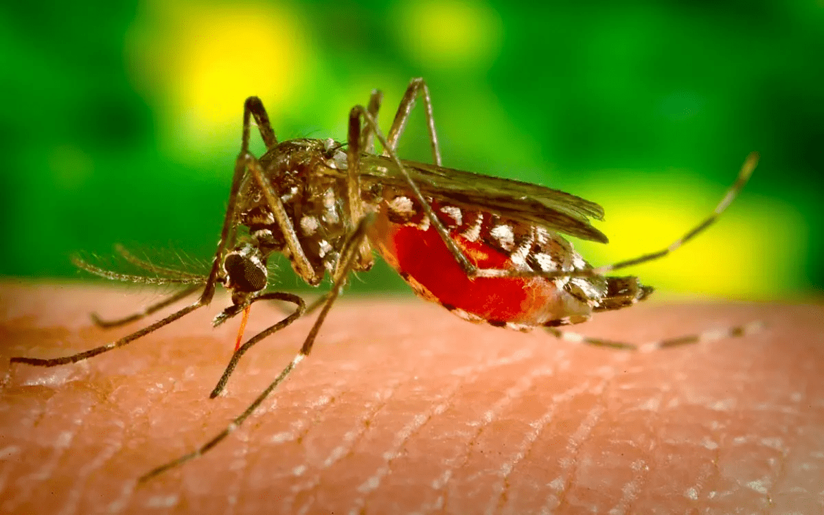 Veracruz, cuarto lugar en dengue; Puente Nacional, contaminado