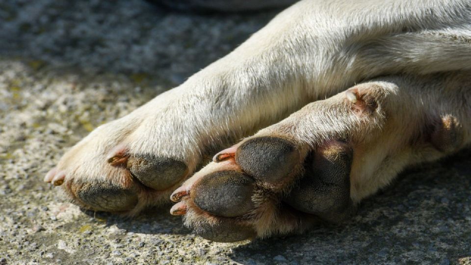 Afilador de cuchillos mata a un perrito por ladrar mucho, caso indigna en Ixtapaluca