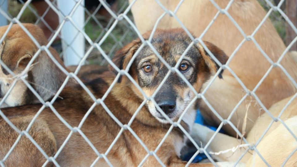 ¿Qué está pasando en Durango? denuncian envenenamiento masivo de perros, aves, ardillas y serpientes