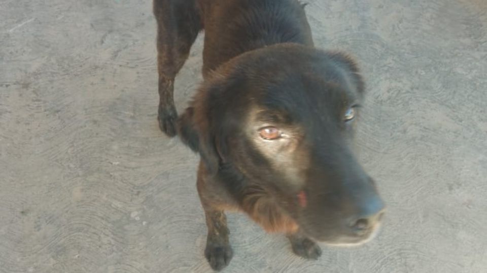 Hombre corta pata a perrito de Yucatán y su hermano casi es linchado por la gente