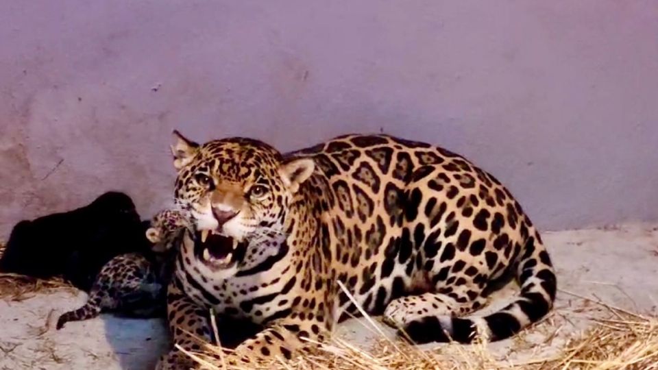 Nacen 3 cachorros de jaguar en el zoológico de Chapultepec