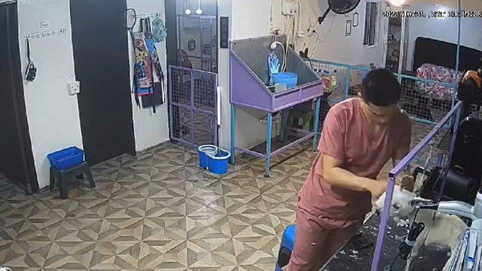 Indigna perrito golpeado por empleado de estética canina