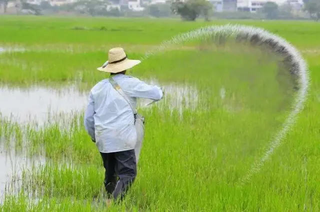 Sin apoyos, cae a más de la mitad producción de arroz en Veracruz