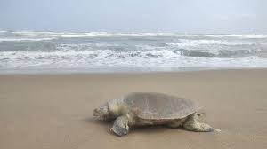 Hallan muerta a tortuga marina en playa de Coatzacoalcos