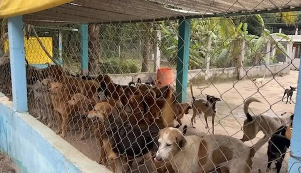 Bloquean acceso al albergue La Roca y ponen en peligro más de 300 perros y gatos