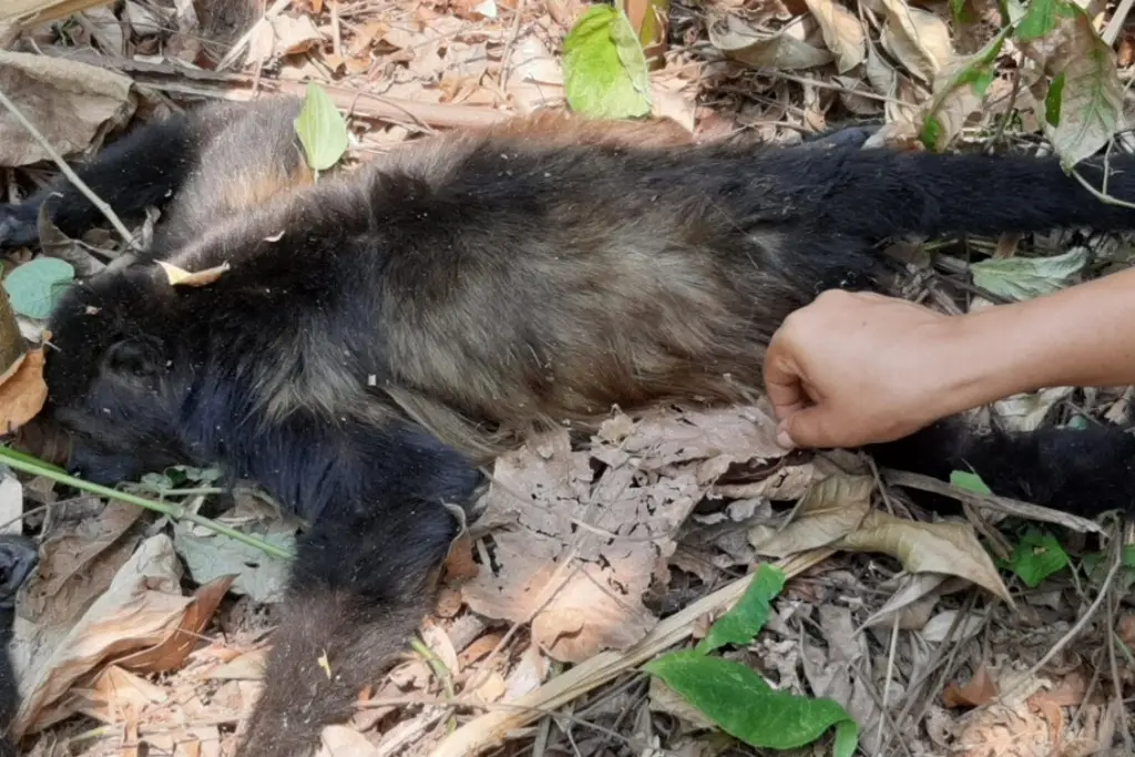 Calor e incendios matan a cientos de animales en Tabasco