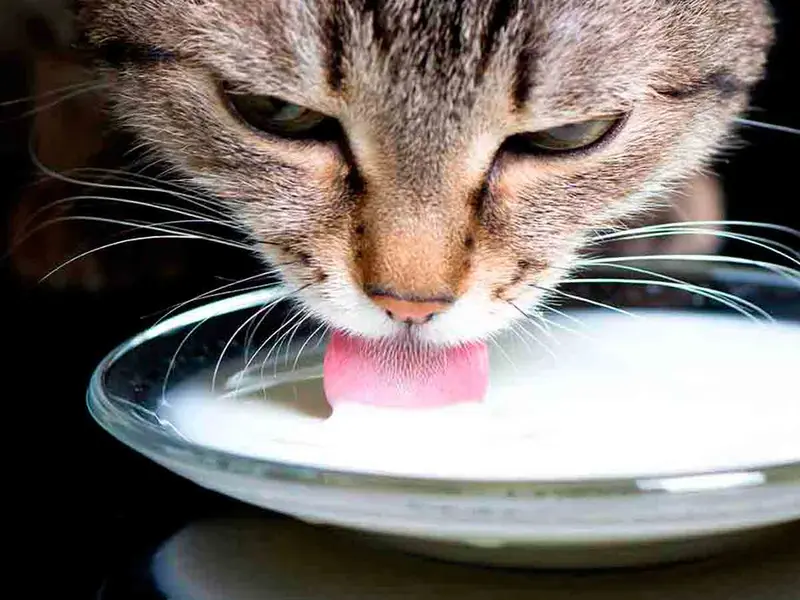 Gatitos quedan ciegos tras beber leche infectada con gripe aviar; temen mutación del virus