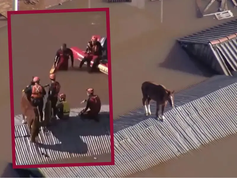 Rescatan a caballo que quedó atrapado en el techo por las inundaciones en Brasil