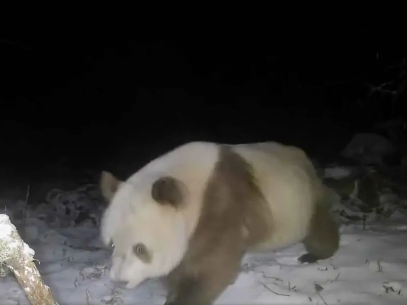 Avistan raro oso panda pardo por primera vez en seis años en las montañas de China