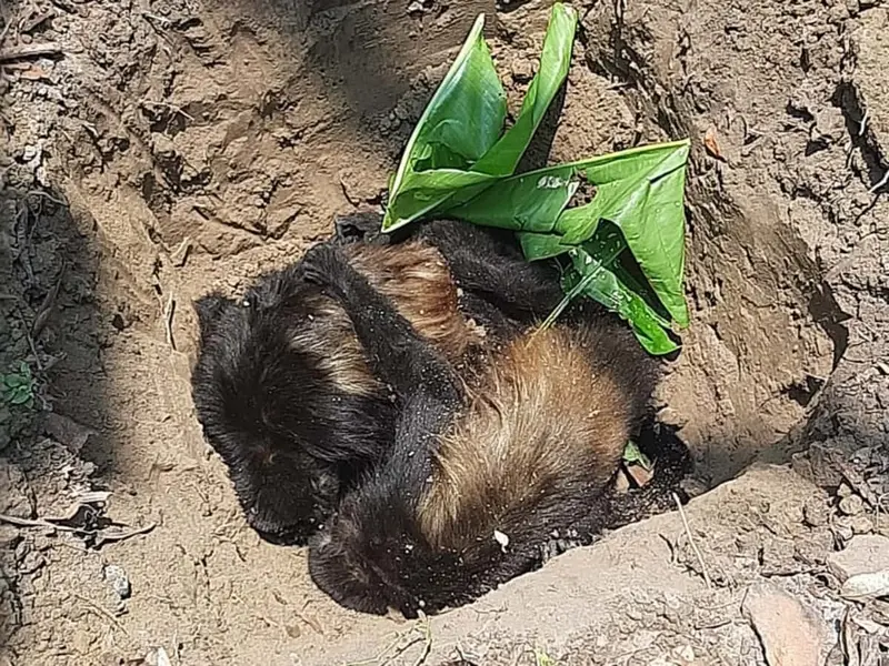 Primero fueron aves silvestres, ahora son monos saraguato los que mueren por calor