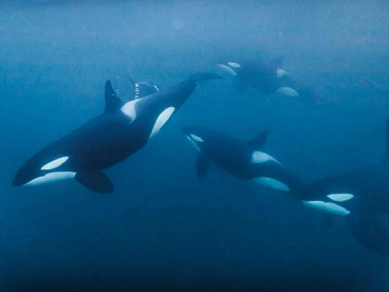 ¿Diversión o instinto? Científicos revelan misterio de ataque de orcas a embarcaciones