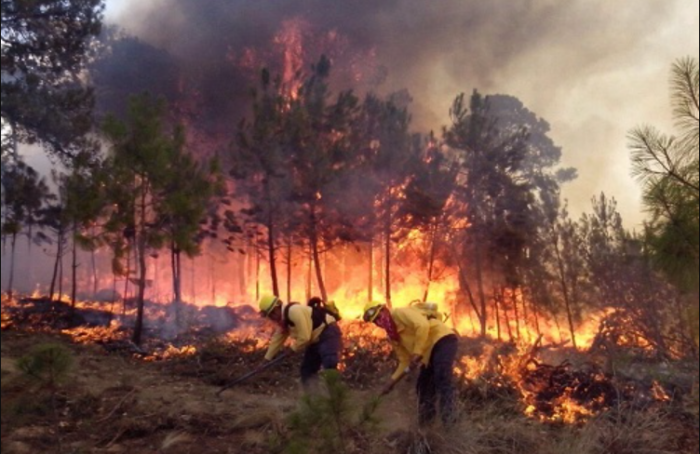 Veracruz, noveno lugar con más incendios forestales: Conafor