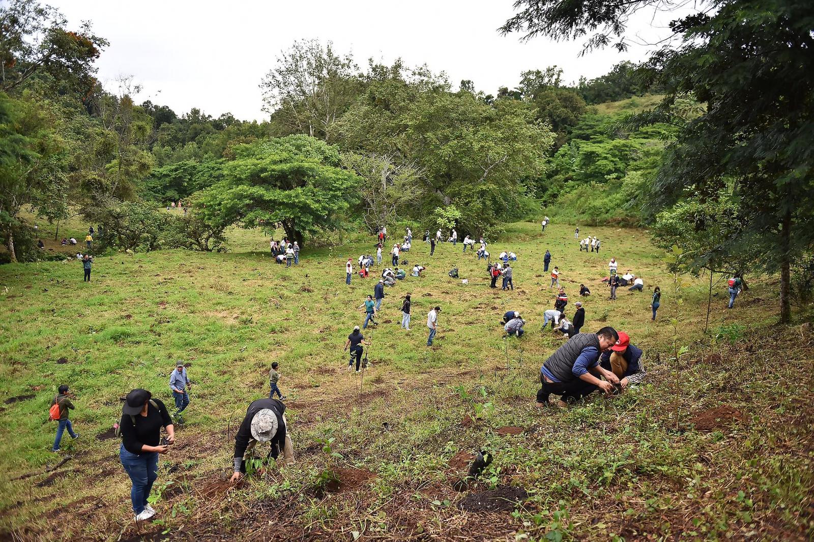 Destaca gobernador más de 11 mil árboles sembrados en Veracruz, habrá nueva campaña de forestación