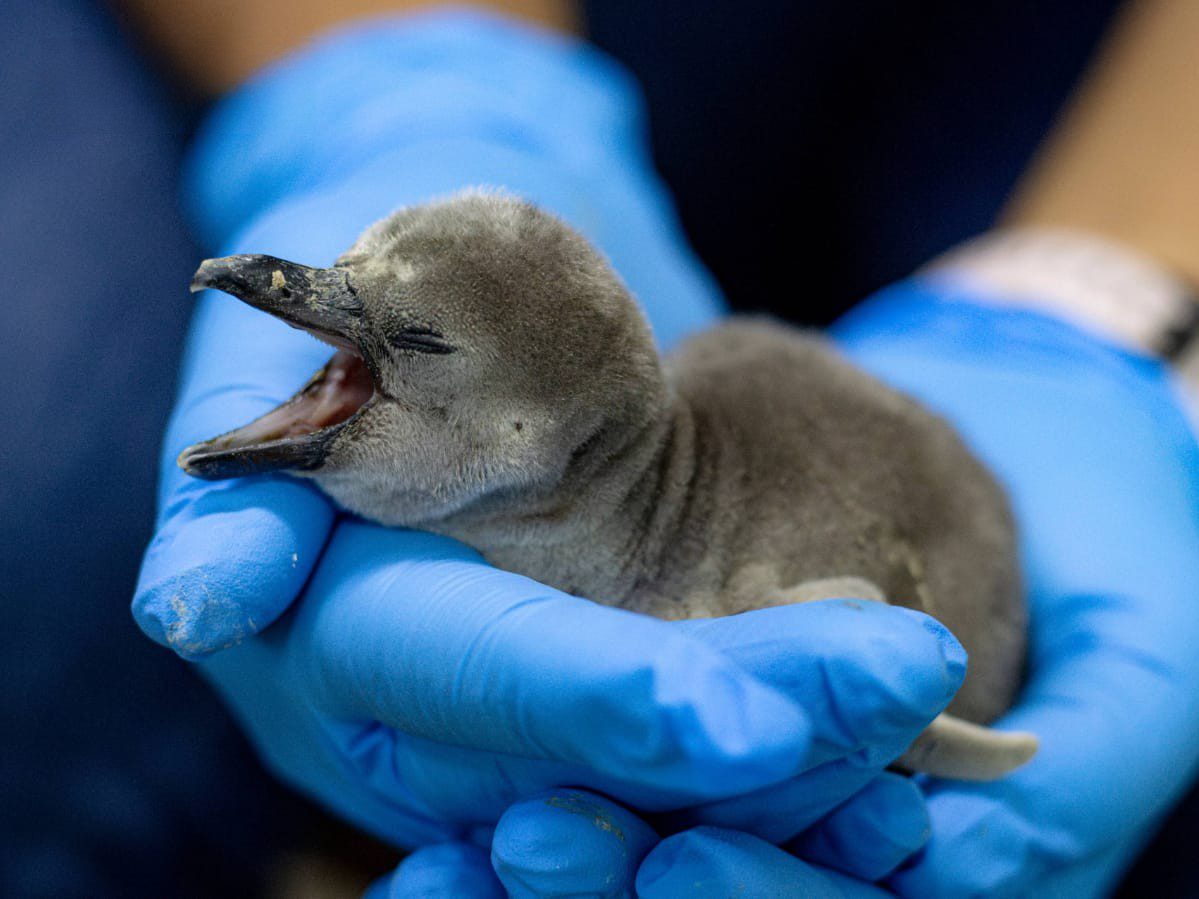 Nace pingüino en Aquarium del Puerto de Veracruz