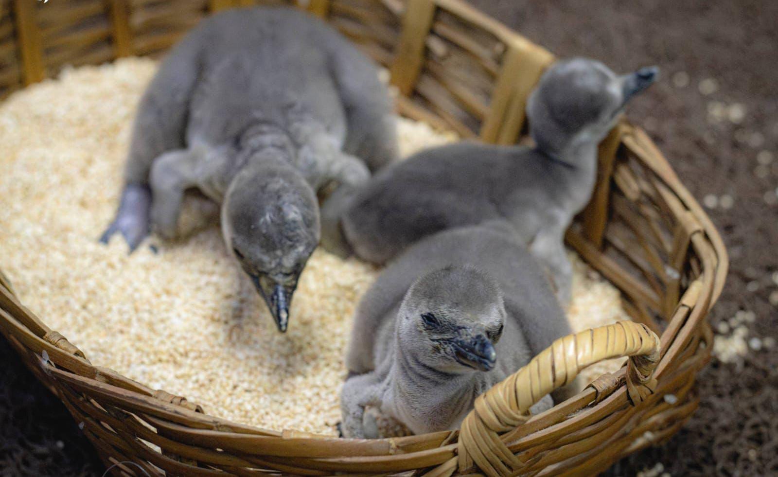 Nacen tres pingüinos Humboldt en Aquarium de Veracruz