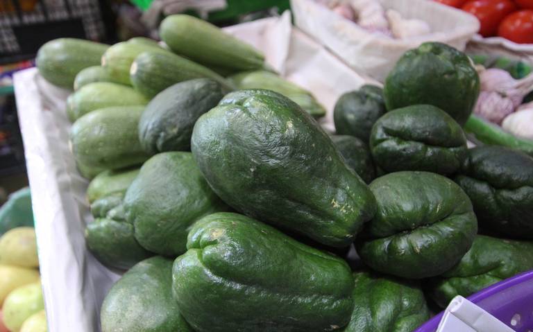 80 por ciento de la producción de chayote se pierde por crisis de agua y calor