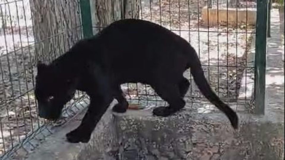 Amputan la pata de un jaguar tras descuido de un zoológico en Mérida