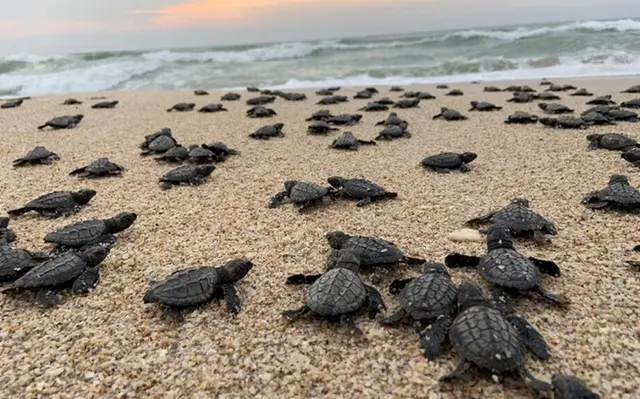 Liberan a 115 tortugas lora en playa de Agua Dulce, Veracruz